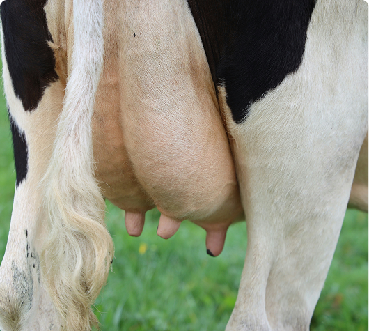 Edema Mamario en Vacas Lecheras: Prevención y Manejo
